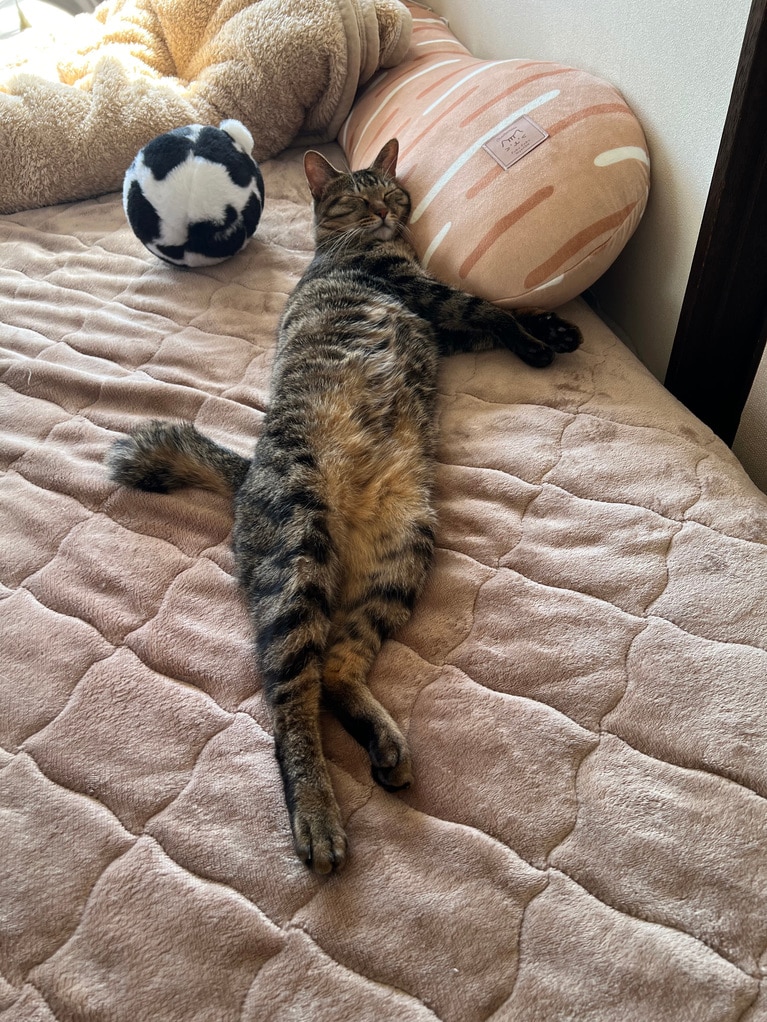 びび ♀ 3歳。「遊んでいた後にいなくなって、探しに行ったらベッドの上ですやすや眠っていました」（飼い主さんより）。