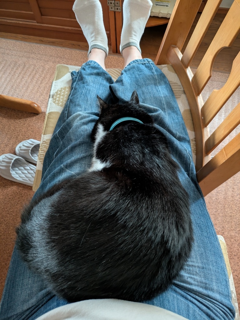 くまちゃん ♂ 12歳。「テレビを見るとき、足を伸ばして座ると必ずお膝に乗ります」（飼い主さんより）。