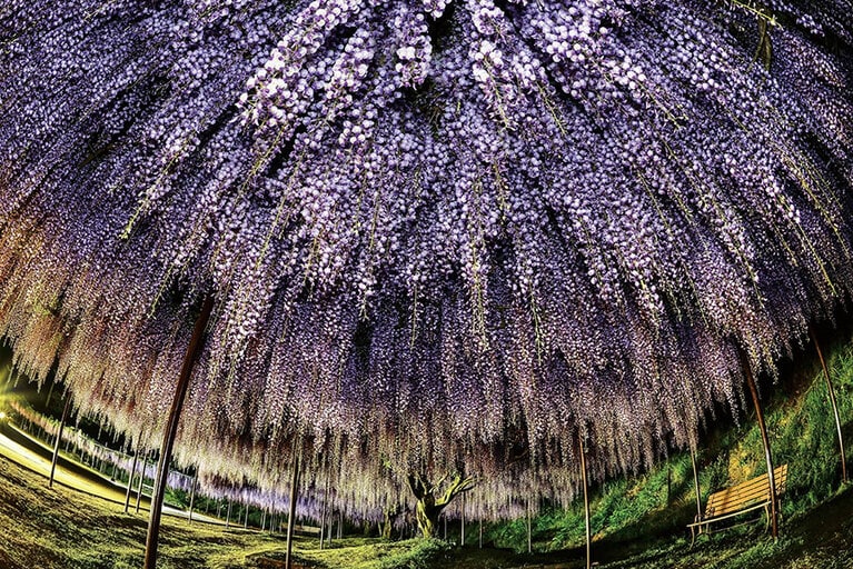 白毫寺の九尺藤。