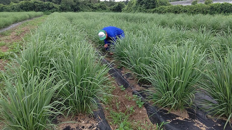 わさわさと生い茂るレモングラス。