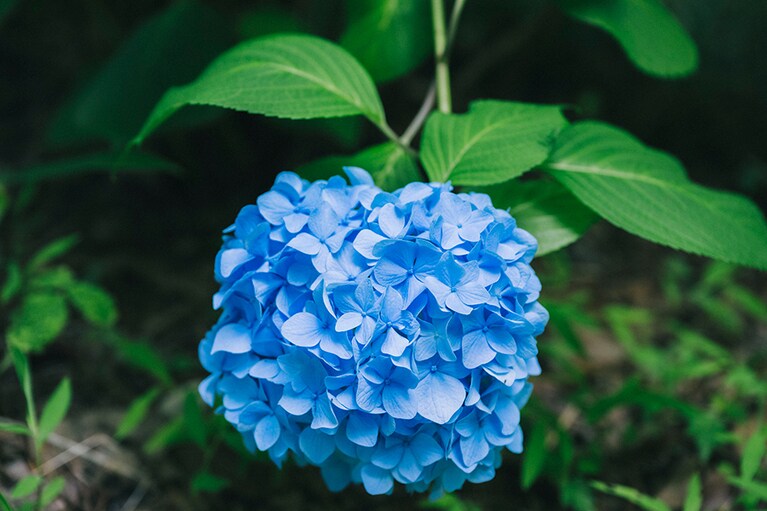 手まり形の澄んだ青色の花をつけたヒメアジサイ。鎌倉の明月院に植栽されていることでも知られています。