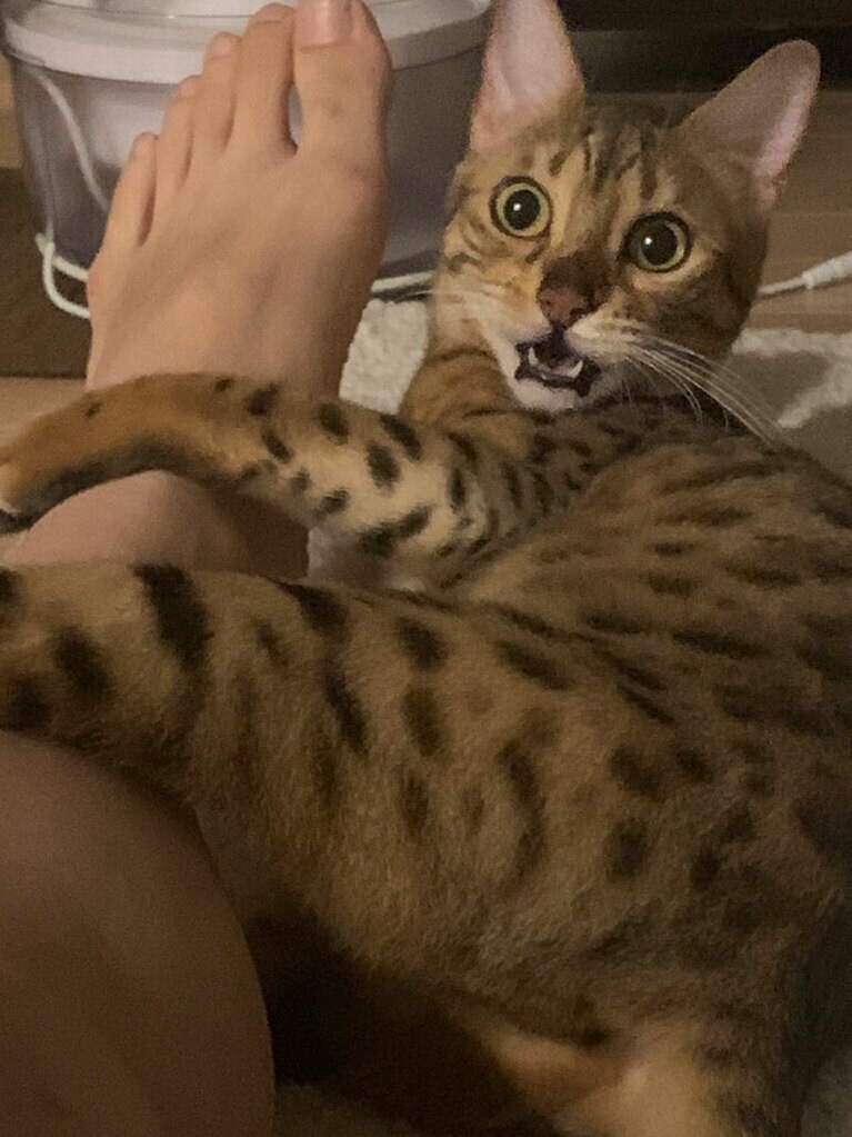 蝉丸 ♀ 1歳。お転婆な女の子です。