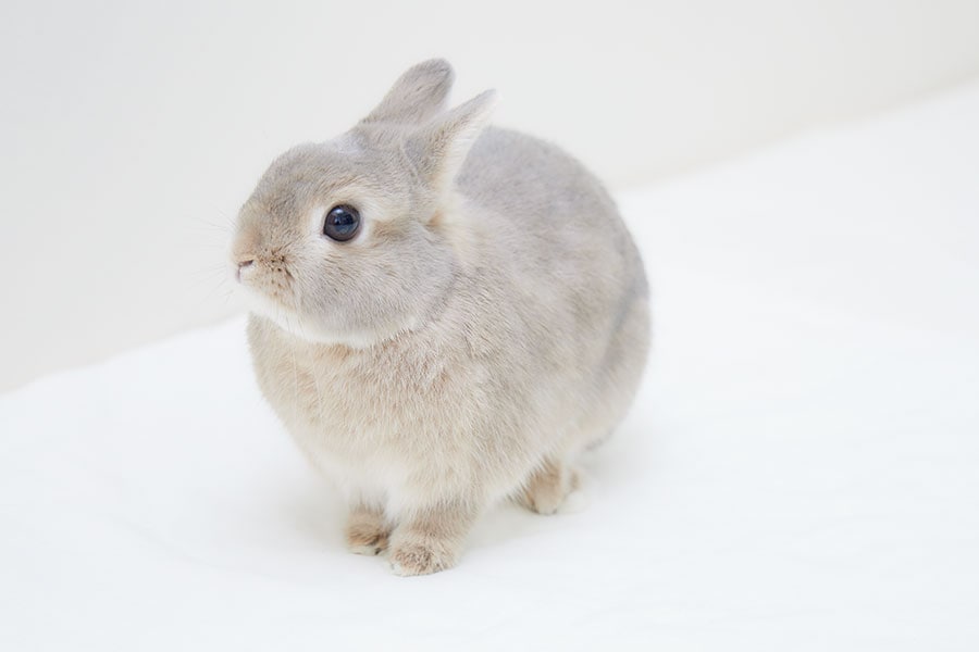 うさぎ専門医が教えてくれた 知れば知るほどかわいい 【うさぎのヒミツ】に癒やされる | 写真 | 1枚目