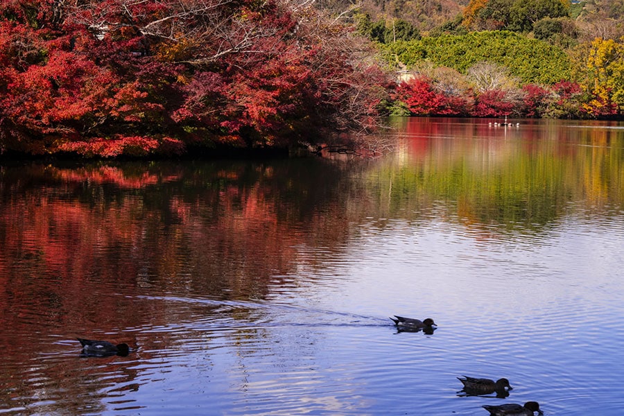 【愛媛県】通谷池の紅葉。