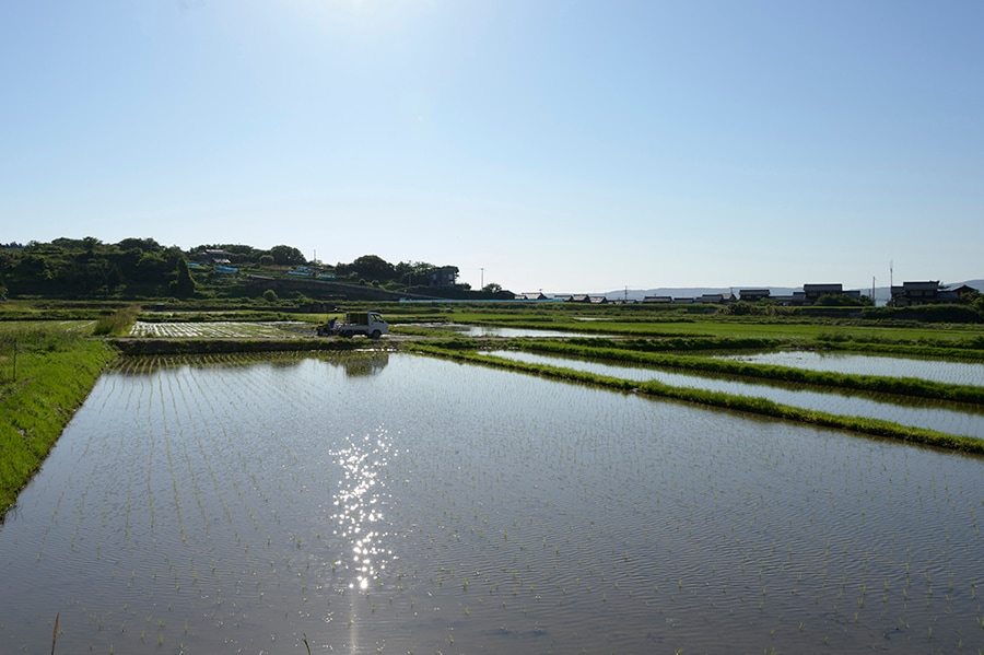 「夕食堂」から少し歩くと田植えを終えたばかりの田園風景も広がっていました。