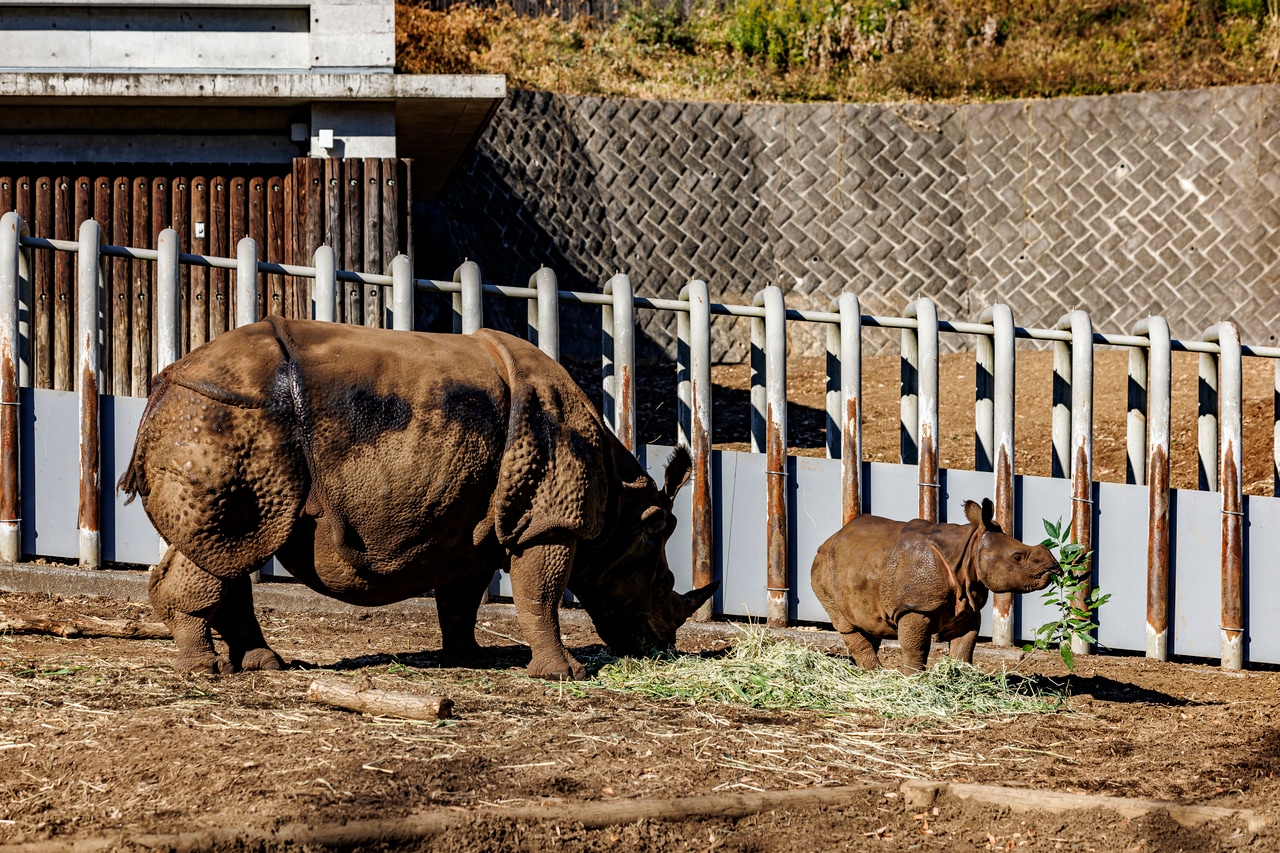 食事中のインドサイのゴポン、デコポン親子。