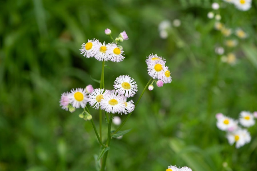 ハルジオン：キク科。道ばたなどで、白やピンクの2センチほどの花を咲かせます。和名は、春に咲くシオン(紫苑)の意。ソフトピンクの花色がやわらかい印象。