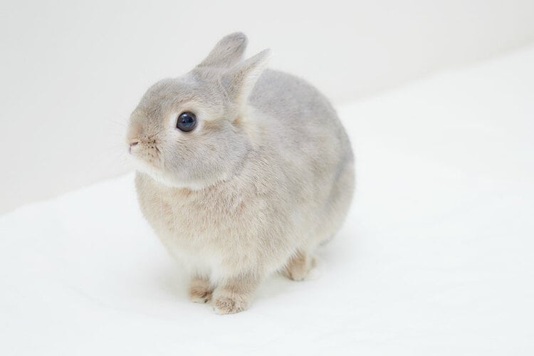 うさぎ専門医が教えてくれた 知れば知るほどかわいい 【うさぎのヒミツ