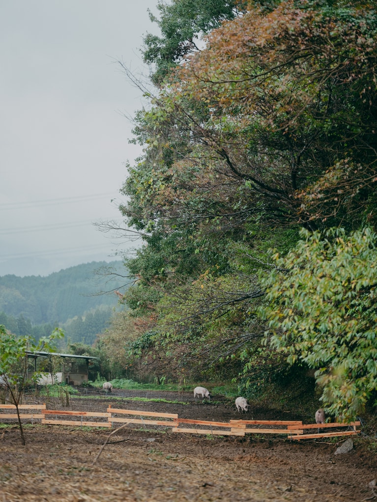 Table to Farm がブラインドによる試食で選んだのは、すべて放し飼いの豚たち。2024年11月27日