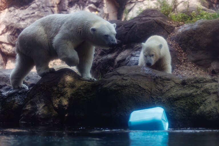 オモチャを落としてしまったライ。