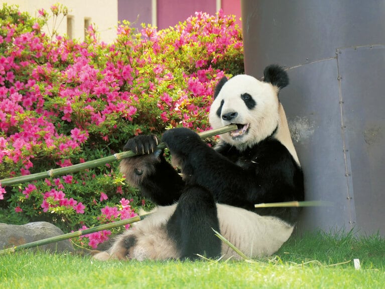 「永明（えいめい）」。飼育下で生存するオスのパンダのうち世界で2番目に高齢。2頭のメスとの間で子宝に恵まれ孫は20頭以上。竹を選り好みして、飼育スタッフを困らせたことも。