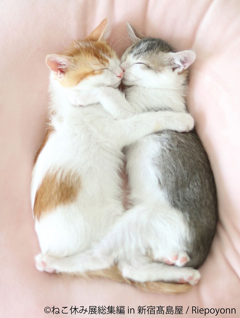 保護猫三兄妹（そら・ 双子のアメリとカヌレ）より。