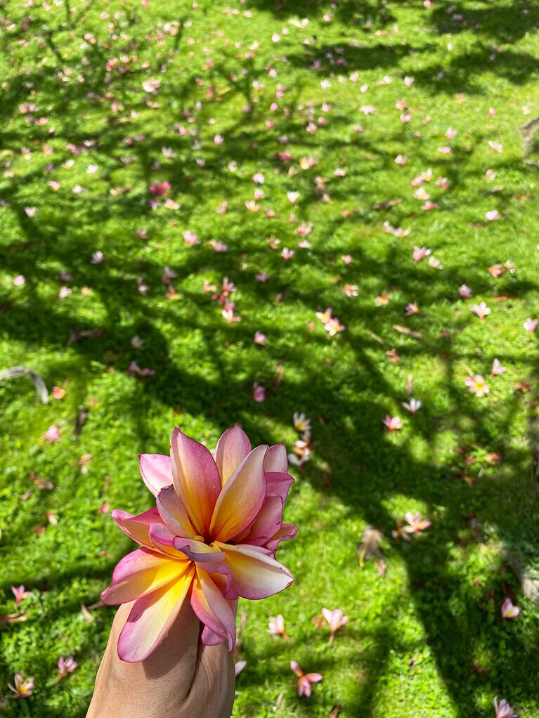 プルメリアが満開。今年は地元の人のために美しく咲いているけれど、来年はたくさんの人に見てもらえるかな。