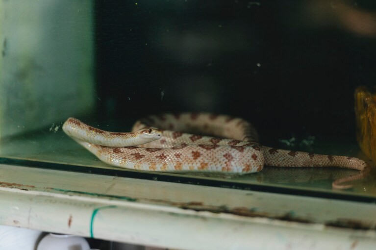 知人の歯科医から譲られたコーンスネークの「さゆり」。このアトリエに来て19年が経つというから、順子さんと芸術家との出会いから別れまでを見つめてきたことになる。