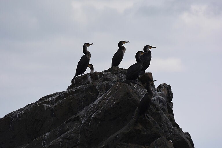 昔、トドが休息していたという、「海馬(トド)岩」で休息中のウミウ。