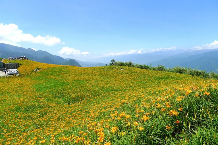 おとぎ話の世界に出てくるような花畑。玉里駅から車をチャーターしていくのがおすすめ。