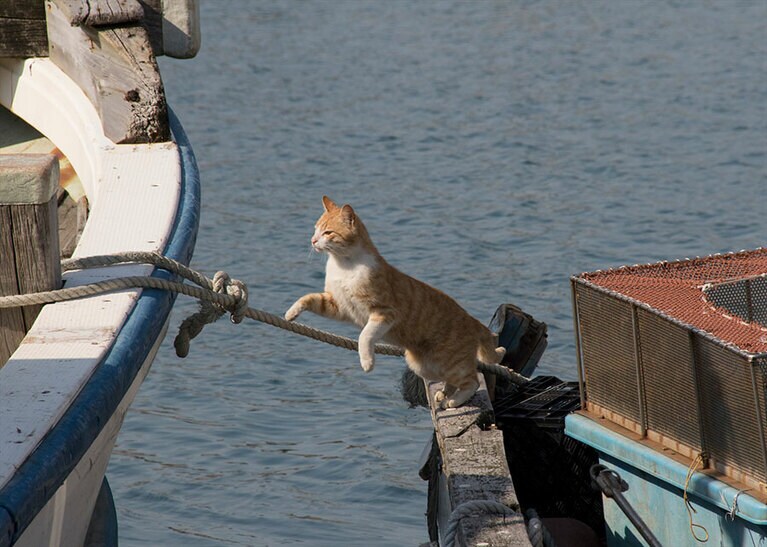 素早い猫を撮るにはとにかくシャッターを切るのが大切。