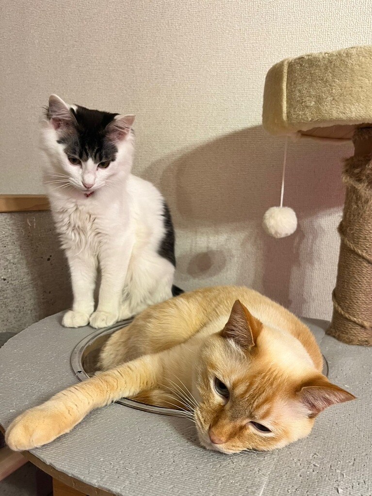 うちの子ベストショット②「あそぶって言ったのに…」