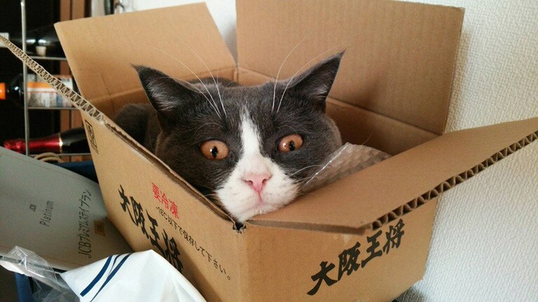 トト ♀ 7歳。もういいかい？ まーだだよ……。ずっと待ってるのに、見つけてくれへんわぁ……。