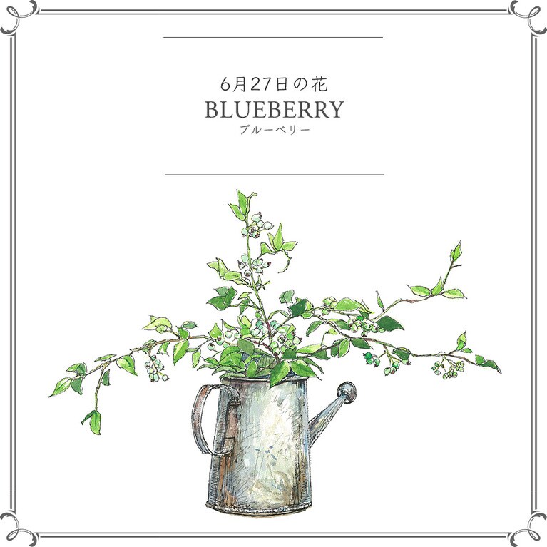 【6月27日の花】ブルーベリー