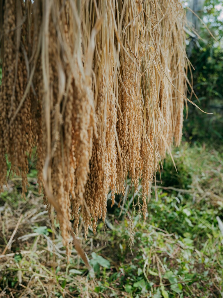 山形県鶴岡、佐久間権左衛門さんの種取り用の稲。（photo：Ayumi Mineoka）
