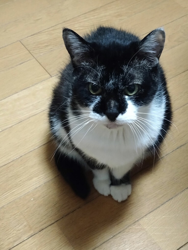 レオン ♂ 推定13歳。「普段は妻や息子のところばかり行くのに空腹の時だけ私のそばに寄ってきて、ごはん欲しいアピールをします」（飼い主さんより）。