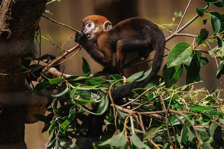 チョコとミント。