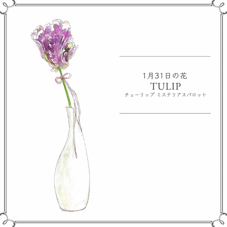 1月31日の花「チューリップ ミステリアスパロット」