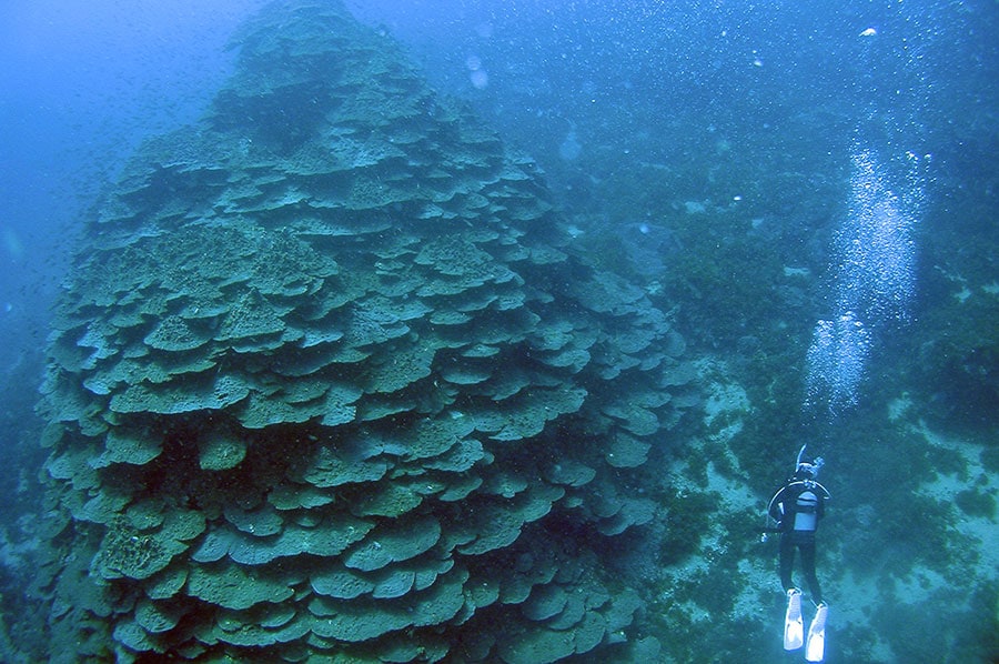 千年サンゴ。