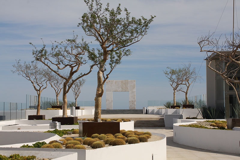「ル ブラン」の名のごとく、白を基調とした優雅な海辺の空間「ブラン ウインド」。ユニークな形の木は「トロテ」という、この地特有のもの。