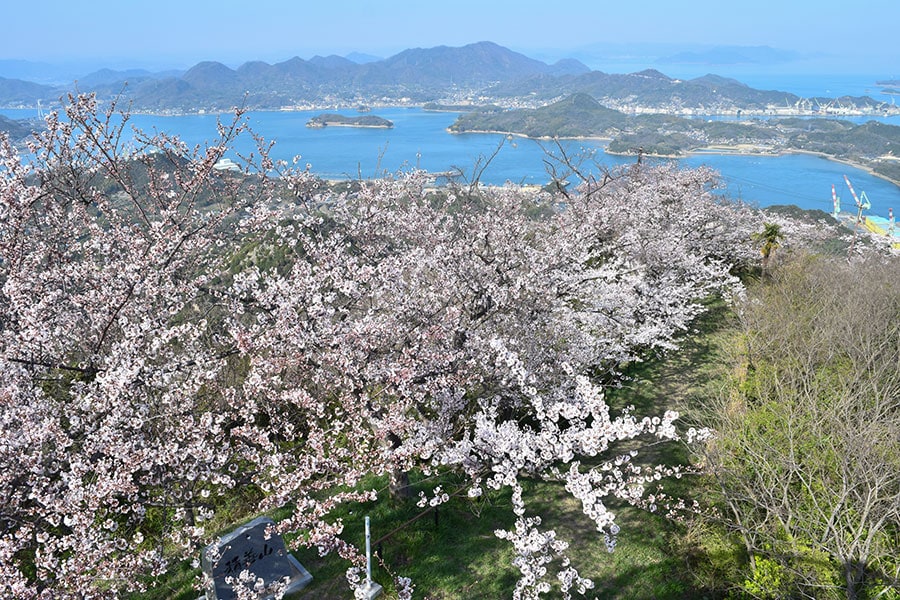 【愛媛県】岩城島の積善山の桜。hana_sanpo_michiイメージマート