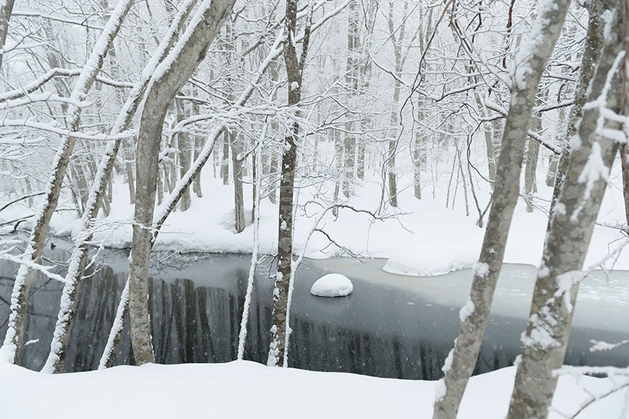 雪が音を吸収する冬の森は、より神秘的。
