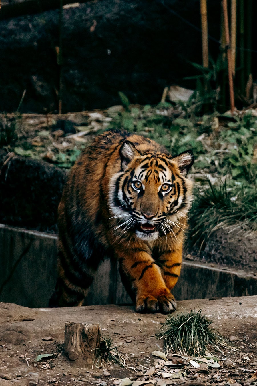 2023年4月に上野動物園で誕生したアサ。