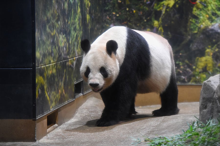 9月28日（土）のリーリー。（公益財団法人東京動物園協会提供）