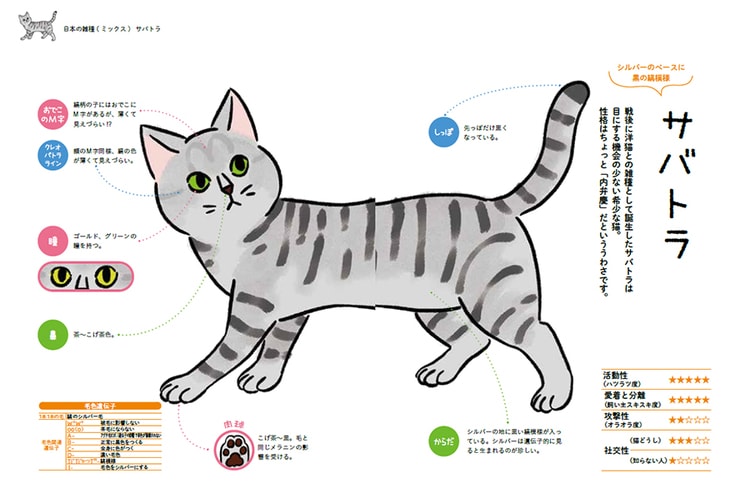 戦後誕生したサバトラは 遺伝的にも希少な猫。 目立つ柄ゆえ警戒心は
