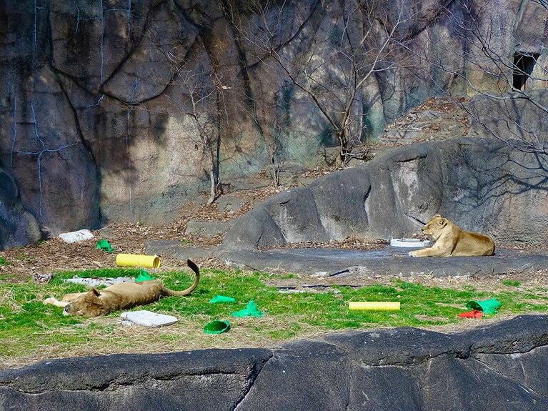 ライオンの夫婦、トムとサナ。