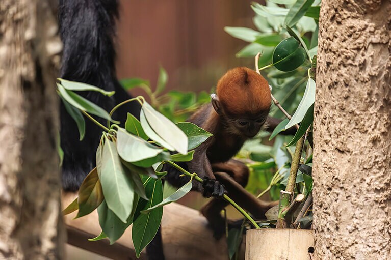 チョコとミント。