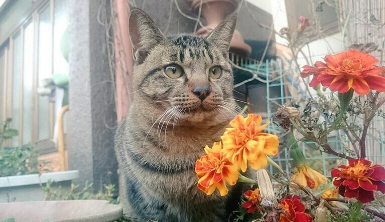 シマ ♀ 4歳。人懐っこく愛嬌のあるネコちゃんです。私が車で帰宅すると家の窓からヒョコッと顔を出してくれます。こちらの写真はお花の匂いに興味を示した時にお顔を上げてくれた時の写真です。