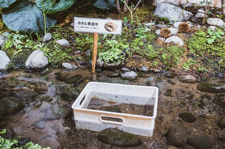 店内で育成中のホタル。