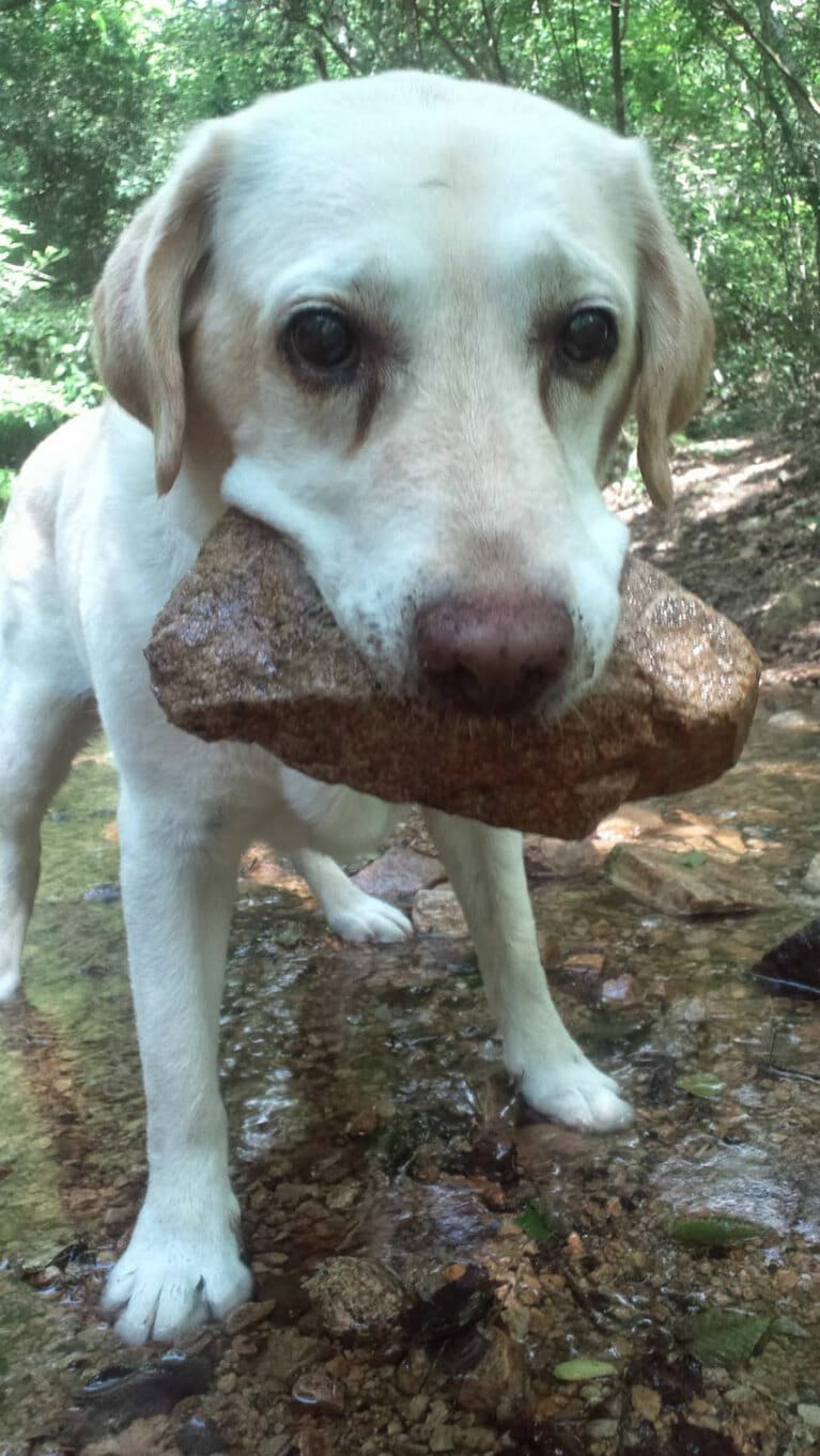 「ラブがくわえた最もデカい石。」(福徳さん)