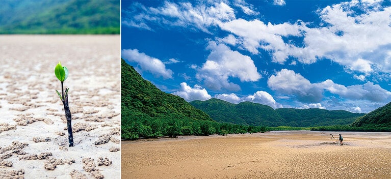 左：発芽したマングローブの種。砂地に広がるのはコメツキガニが作った“砂団子”。
右：干潮時の仲良川。広大なマングローブ林と出合う。