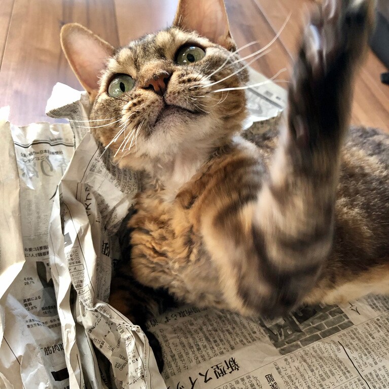 ルカ ♀ 5歳。届いた荷物の詰め物だった新聞紙を取り出して、荷の脇に置き中身を確認。横を見やると新聞紙にルカが鎮座。おもわず「乗らずにいられないの？」と聞くと「ニャー」とご機嫌な返事。せっかくなのでパチリと撮影。