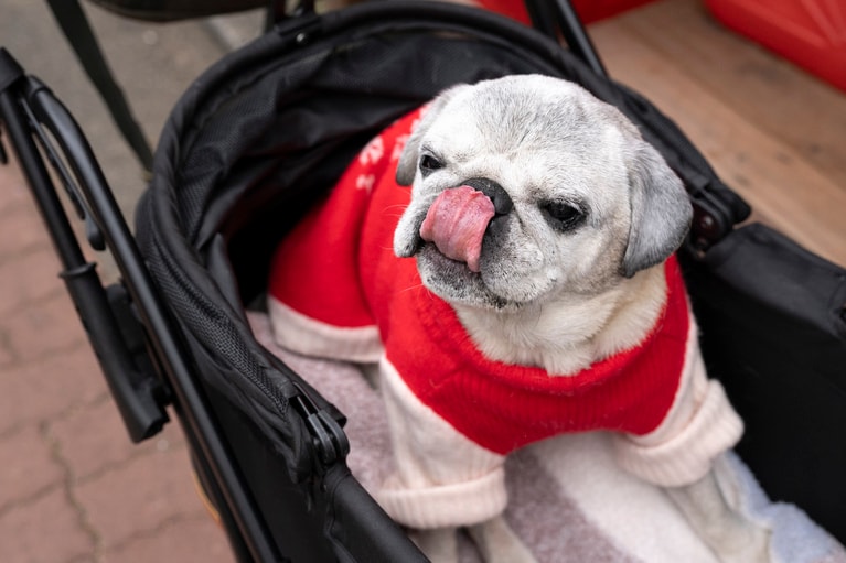 食欲に衰えなし！