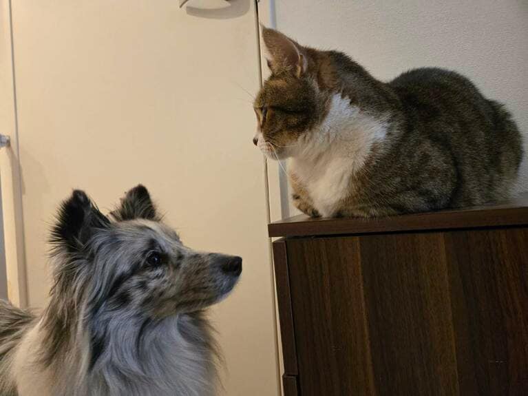 なにか相談しているようなぽぬのせきとかまたくん。