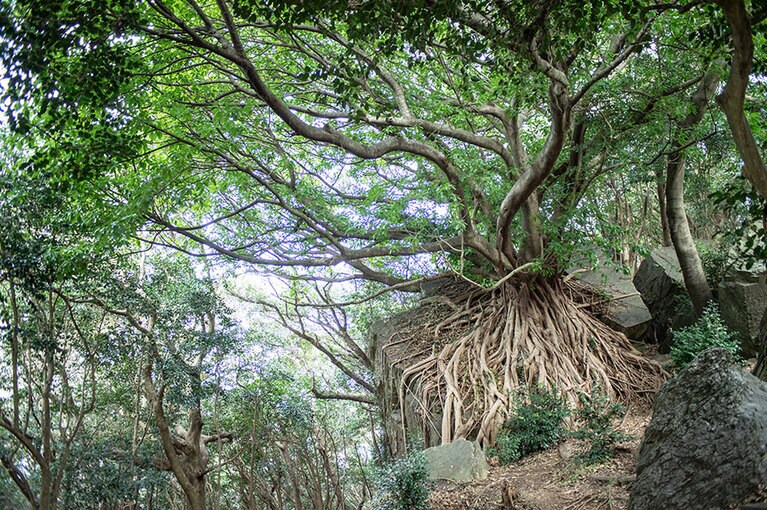 椿の原生林の中に立つアコウの大木。巨岩をつかむようにそびえる姿が圧巻！