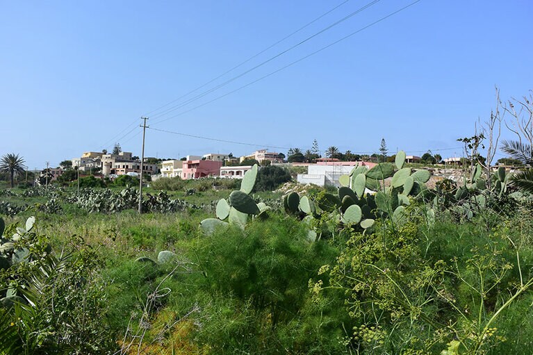 町の中心部から少しはずれただけで、サボテンがあちこちに。