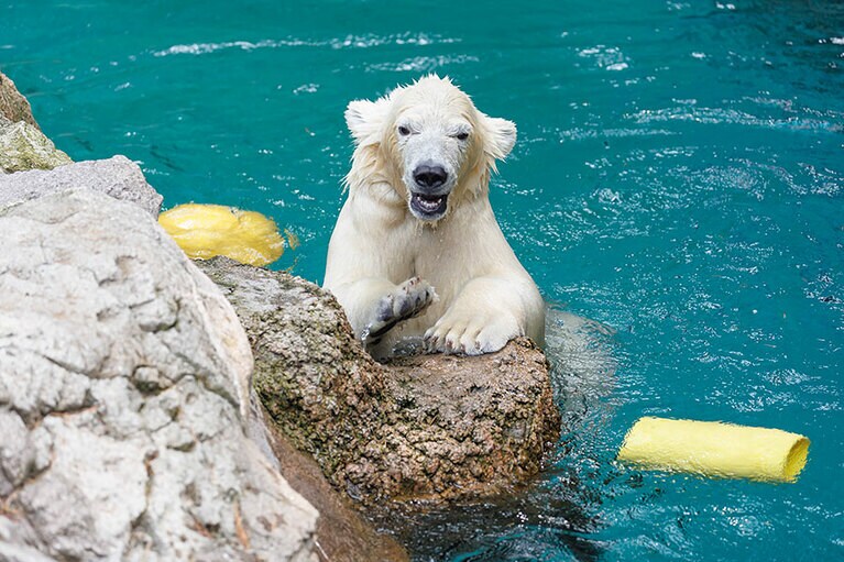 水遊びが大好きなライ。