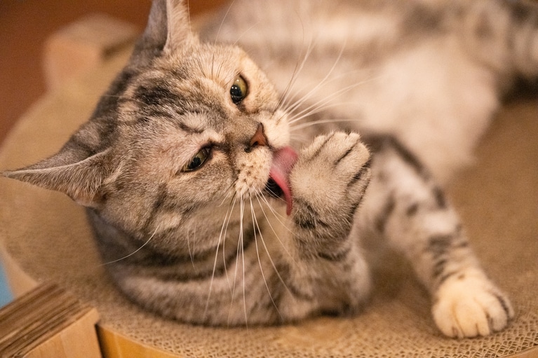 アメリカンショートヘアの花ちゃん ♀ 8歳。