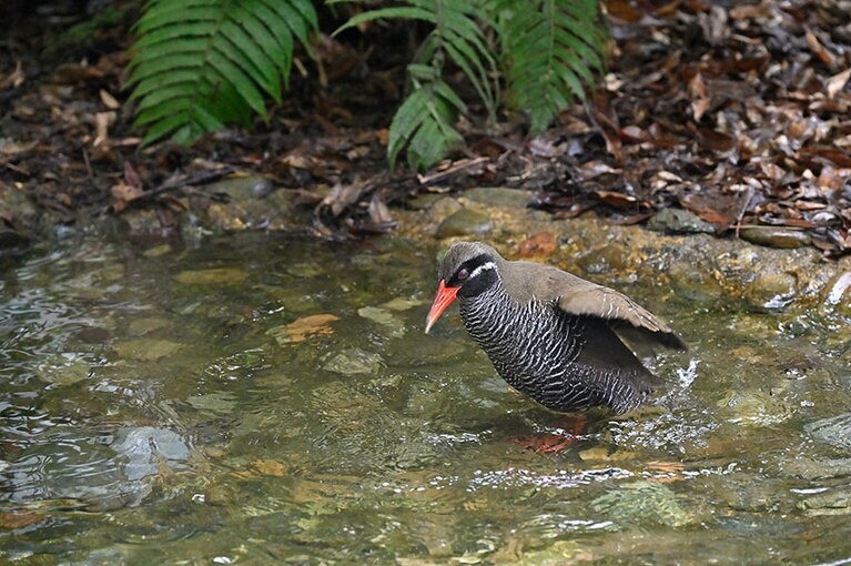 「100mを約10秒で走ります」など、ガイドの解説も必聴だ。