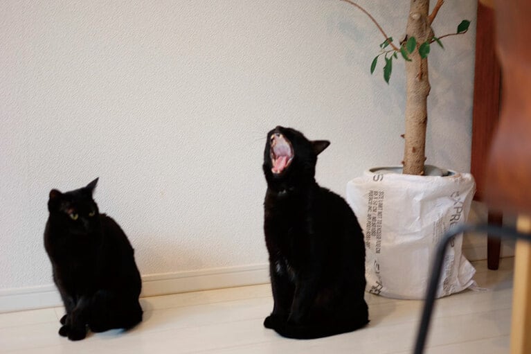 13:00　一斉にトレイタイム　『保護ネコに幸せにしてもらった僕の推しネコ活』（主婦の友社）より